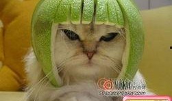 柚子猫小僵尸爆料视频下载,揭秘神秘事件背后的真相